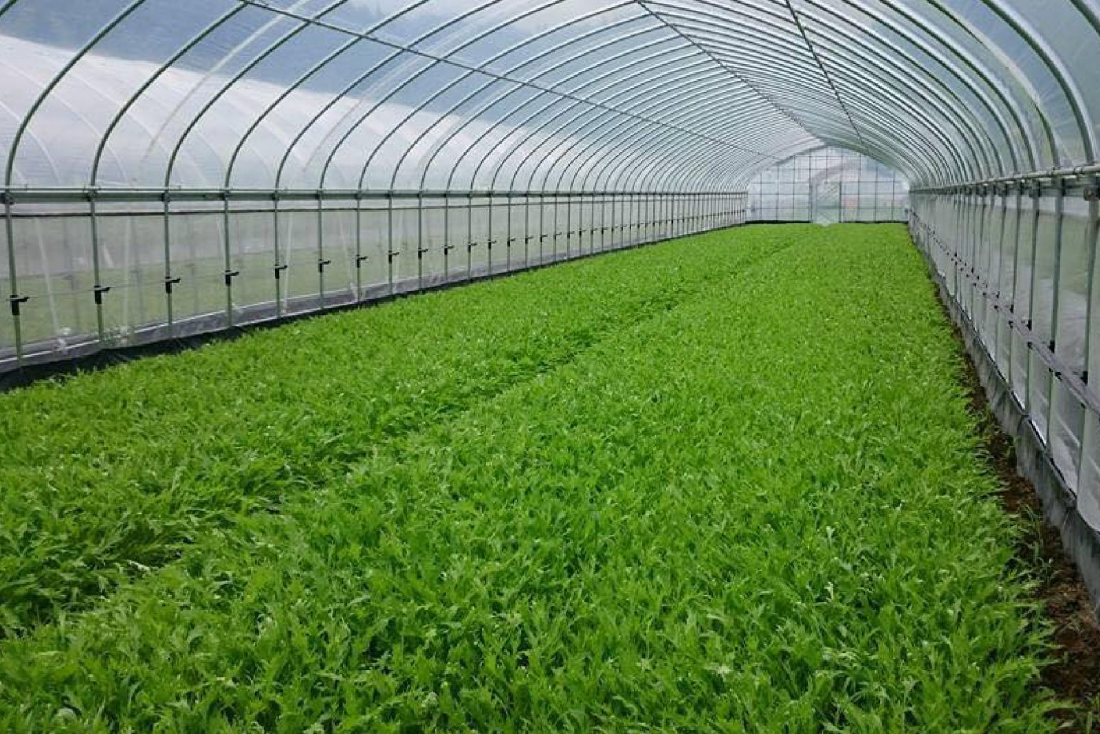 ADVANTAGES OF  STRUCTURAL STEEL IN THE AGRICULTURE